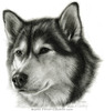 malamute_cp