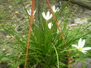 zephiranthes alb