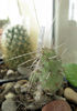 Tephrocactus articulatus