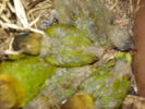personatus