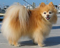 Pomeranian