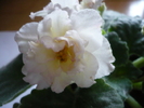 Sunkissed Rose