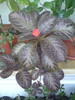 E. Black Foot (1)