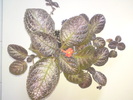 E. Black Foot (2)