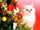 Christmas_Cats_wallpapers
