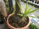 Yucca elefhantipes  (Regel )