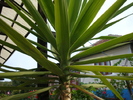 Yucca elefhantipes (Regel )