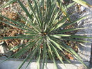 Yucca filamentosa    (L.)