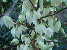 Yucca flaccida (Haworth 1819)