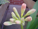 clivia