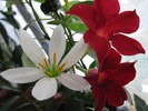 Zephyrantes Candida si dipladenia