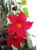 dipladenia