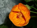 17 sept 2010