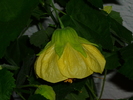 P1070778