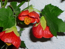 P1070779