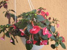 15 septembrie 095