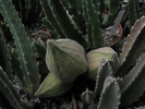 Stapelia grandiflora - boboci 21.09