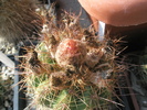 Notocactus venclusianus - boboc