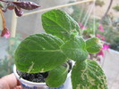 episcia Tropical Topaz