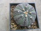 Astrophytum asterias (J.G. Zuccarini 1845) Lemaire 1868.