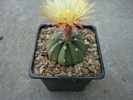 Astrophytum asterias f. nudum  (Cultivar)