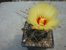 Astrophytum capricorne         (A. Dietrich 1851) N.L. Britton & Rose. 1922