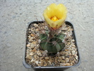 Astrophytum senile viesca x asteria   (Cultivar)