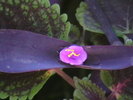 Picture 036