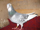 58
