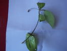 butas hoya camphorifolia
