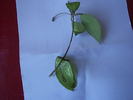 Butas hoya camphorifolia2