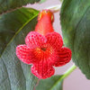 Kohleria Eriantha