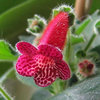 Kohleria Jester (poza preluata de pe net)