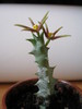 Orbea meintjetsiana