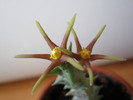 Orbea meintjetsiana (3)