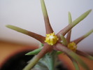 Orbea meintjetsiana (4)