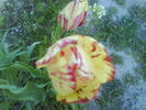 DSC01900