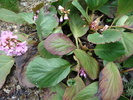 Bergenia crassifolia (L.) Fritsch 1889