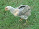 DSC02738