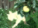 DSC02863
