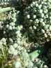 DSC03229