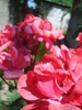 DSC03244