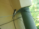 DSC03252