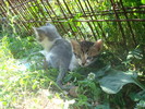 DSC03361