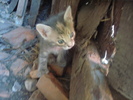 DSC03387