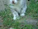DSC03751