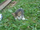 DSC04340