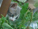 DSC04351