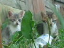 DSC04353