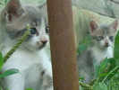 DSC04354